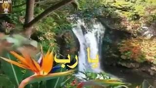 الشيخ سيد النقشبندي يارب كرمك علينا يارب نصرك معانا دندنها