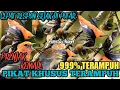 Download Lagu mantap!!  suara pikat burung prenjak kombinasi kemade bikin cepat respon seketika @Smstachanel