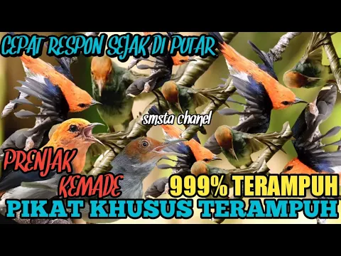 Download MP3 mantap!!  suara pikat burung prenjak kombinasi kemade bikin cepat respon seketika @Smstachanel