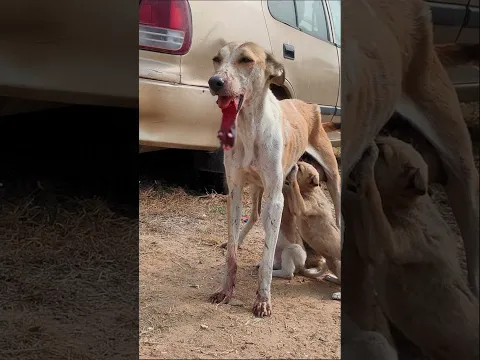 Mother Dog With a Fractured Jaw Still Cares for Her Puppies | RRSA India Rescue