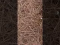 Lowes long needle pine straw quality