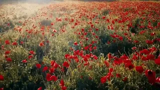 Tranquil Poppy Field Sounds Serene Nature Ambiance for Relaxation and Meditation