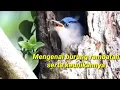 Keunikan burung rambatan yang jarang diketahui