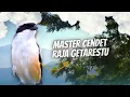 Masteran Burung Cendet Raja Getar Restu Tengkek Buto Jernih Berjeda Mudah Ditirukan