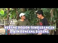 Lagu Nebang Pohon Sembarangan Bikin Bencana Datang