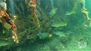 #147 SPECTACULAR  REEF FISH and ALIEN LIKE Underwater scenes | Sailing Sisu Leopard 45 Catamaran