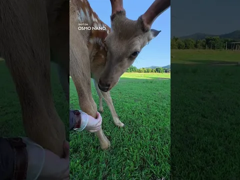 Every nose boop, in 4K | DJI Osmo Nano