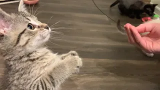 8 Week Old Kittens Playing Cuddling and Purring
