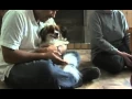 A Trip to the Papillon Breeders up at Mudgee Documentary