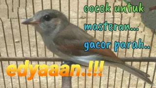Download Suara Burung Kancilan bakau gacor parah !!! MP3