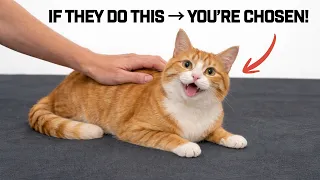 5 Things Cats Do Only for Their Chosen Human (You’re Special!)