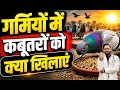 Pigeon Food In Summer Food For Baby Pigeon Best Food For High Flying Pigeons
