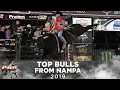 The HIGHEST Marked Bulls of Nampa 2019