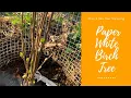 Paper White Birch Tree