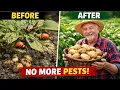 Gardener s SECRET Bury THIS With Potatoes to Annihilate Beetles Double Your Harvest