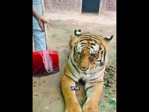 Este tigre recibió un extraño pirulí de sangre… y tiene una razón 😳🐯🍭 #shorts