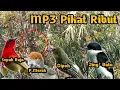 Download Lagu Ribut‼️,Sepah Raja,Cipoh,Jing² Batu,P.Nyetarter,Suara Pikat Ribut  Kombinasi 4 Burung