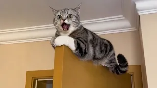 get ready to die laughing at these cats funny cat videos
