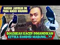 Download Lagu JANGAN LAKUKAN INI KETIKA MABUNG ⁉️ BOLEHKAH KACER MABUNG DIMANDIKAN || Qinara Banyuwangi