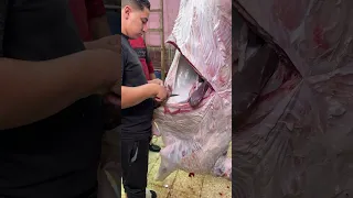 المراره الكبده كيفية فتح بطن عجل بطريقة احترافيه استخراج العفش من العجل اضخم شق الضلوع بالكامل تطلع 