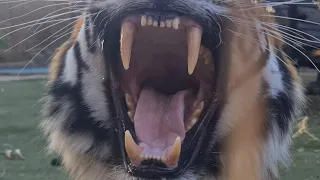 Someone's got to do it!