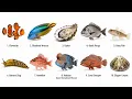 10 Animals That Can Change Their Gender Nature s Most Incredible Secret