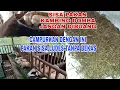 Download Lagu Pakan hijauan sisa? Pakai cara ini pakan hijauan ludes tanpa sisa, kambing domba pun rakus memakanya