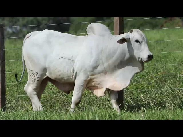 Touro Nelore ROZZ - 2385