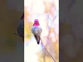 Download Lagu Burung Kolibri Kecil bernyanyi. Burung kecil yang lucu berkicau. Suara Burung. #burung #burungkolibri #suaraburung
