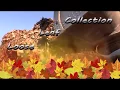 Leaf Collection 2017