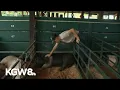Wasco County 4H members show animals at Hood River County Fair due to Grasshopper Fire