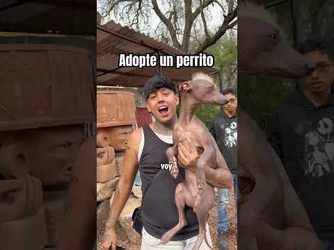 Adopte un nuevo perrito