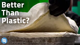 Is Mycelium Fungus the Plastic of the Future