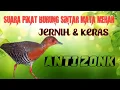 Download Lagu MP3 Terbaru Suara Pikat Burung Sintar Mata Merah