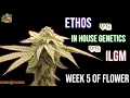 ILGM vs ETHOS vs IN HOUSE GENETICS Wk5 of Flower