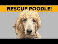 10 Tips For Adopting a Rescue Poodle