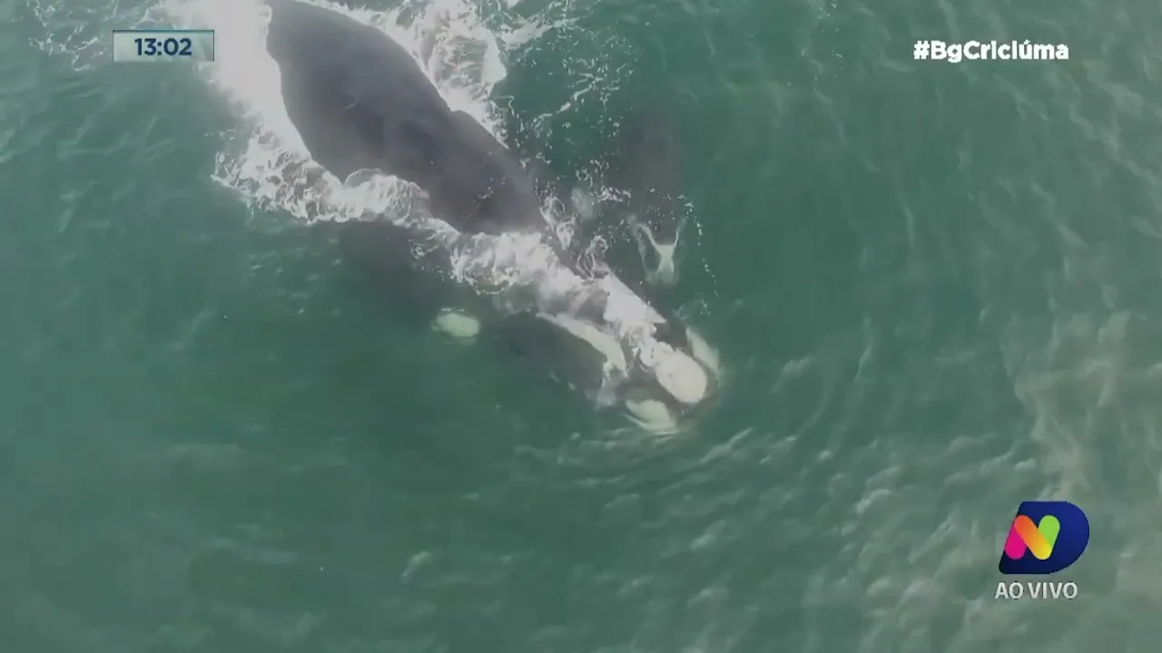 Baleias-francas são avistadas com filhotes em Imbituba