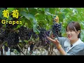 Download Lagu 萄成熟了！阿霞用新鲜葡萄做果冻、葡萄叶包肉，还做了水果烧烤串！【叫我阿霞Channel】