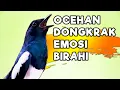 Download Lagu TERAPI KACER GACOR ISIAN PAGI HARI ATASI KACER MACET BUNYI LANGSUNG NYAUT BUKOR EMOZI