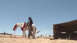 شيله ماهي قضية حب   دندنها