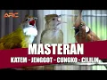 Download Lagu MASTERAN KAPAS TEMBAK - JENGGOT - CUNGKO - CILILIN