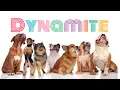 Dogs Puppies sings Dynamite - BTS