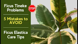 Ficus Elastica Tineke Care Problems 5 Mistakes To AVOID Rubber Plant Care