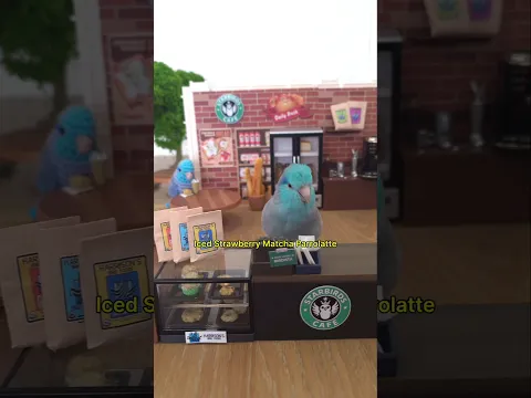 Birdista Ziki Starbirds Café Matcha☕️🍰 Harrison's Bird Foods Parrotlet Recipe Parrot Diet Budgies