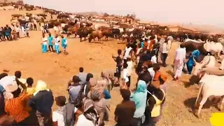 adama bamenda fulbe africa vid o sahel 