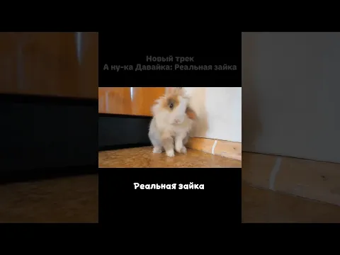 А ну-ка Давай-ка: Реальная зайка 🐰 #анукадавайка