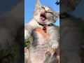 Download Lagu Funny Cat Laugh Acumalaka😂😂 #kucinglucu #kucing #kitten #funnycats