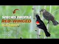 Download Lagu Species Profile: Red-winged Blackbirds