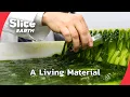 How Algae Could Replace Oil Plastic and Help Medicine SLICE EARTH FULL DOC