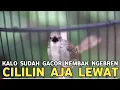 Download Lagu DI ANGGAP CUPU TERNYATA SUHU CILILIN AJA LEWAT CUMA RECEH 55 RIBUAN DI PASAR BURUNG PRAMUKA 